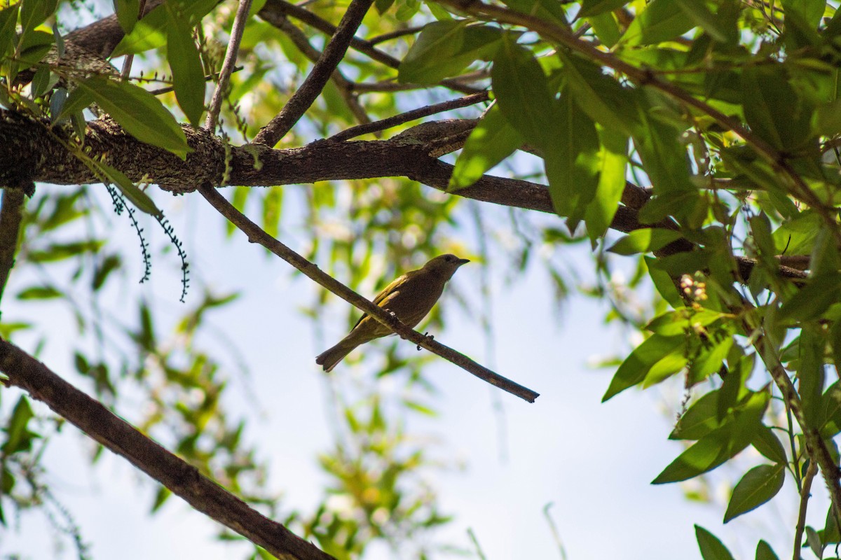 palmetanagar - ML645888322