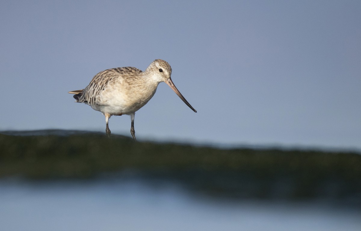 Bar-tailed Godwit - ML645888324