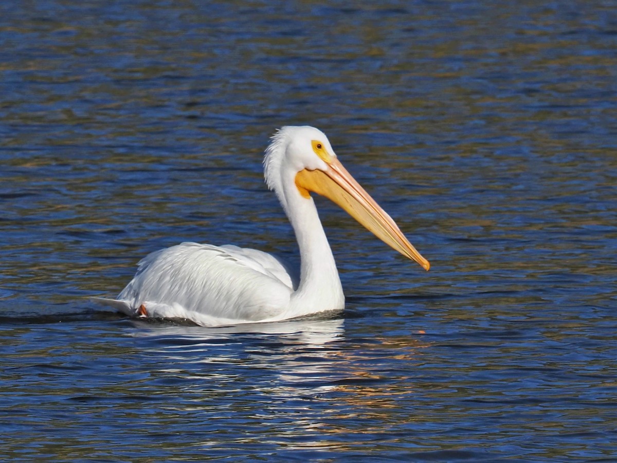 Pelícano Norteamericano - ML645888325