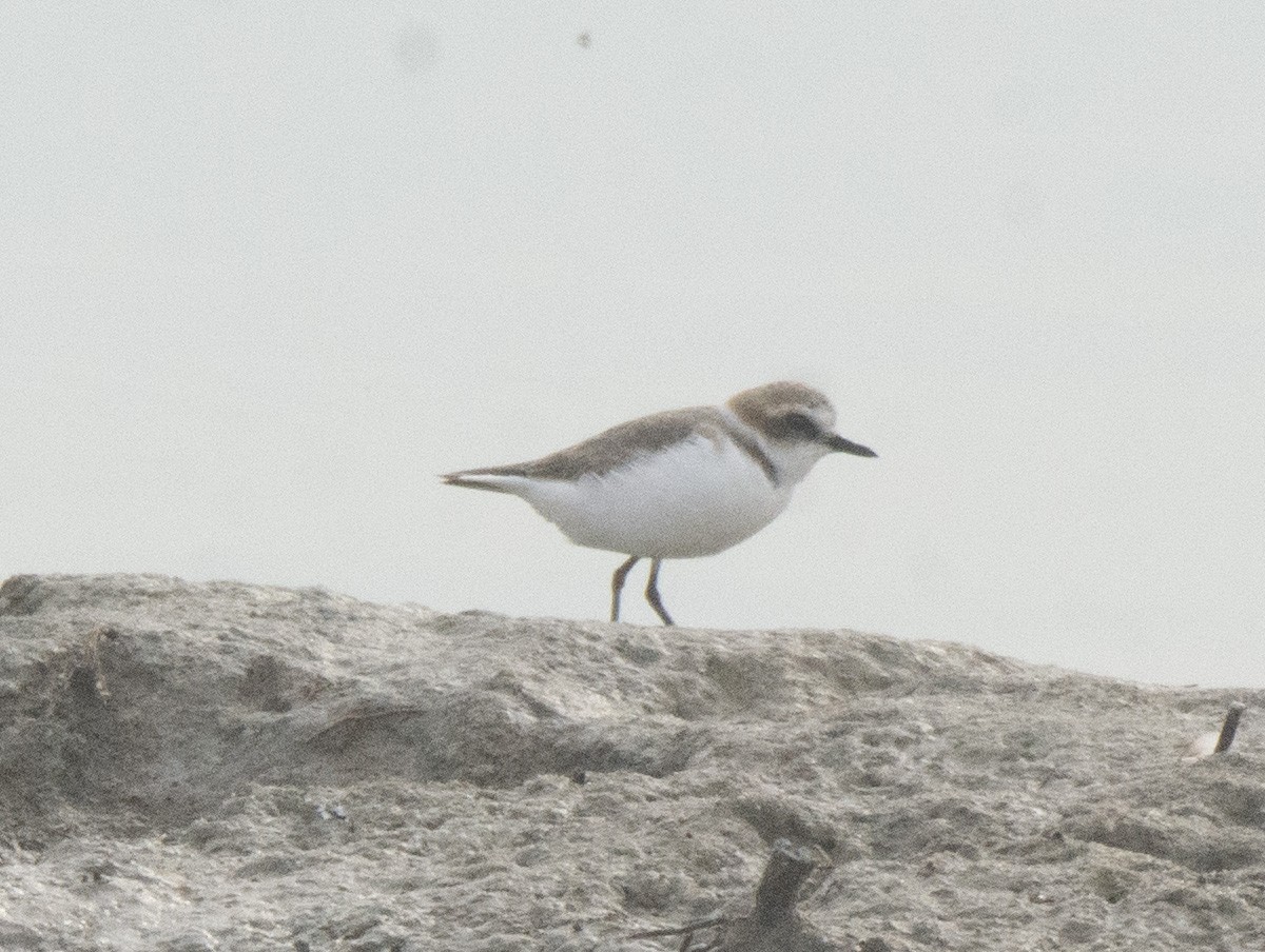 kulík mořský - ML645888326