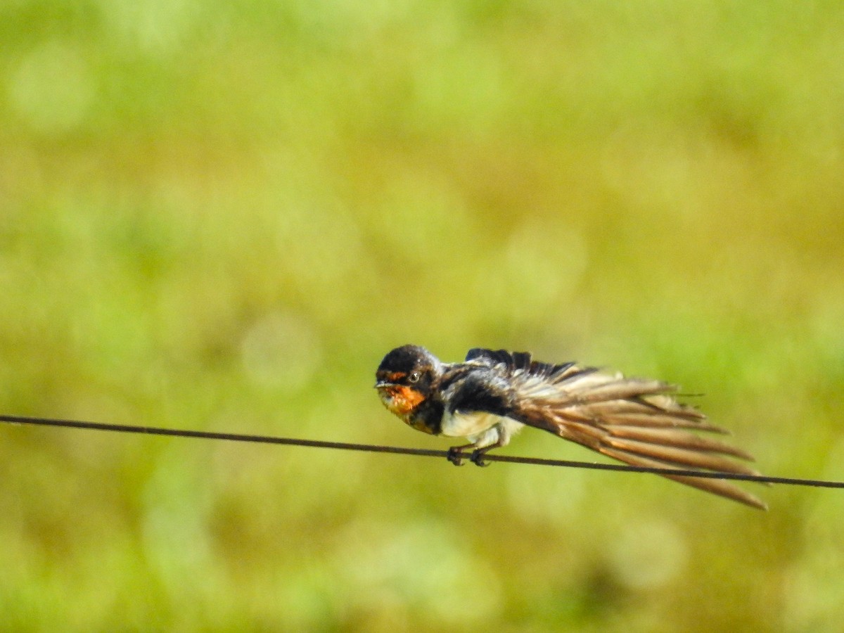 Ластівка сільська - ML645888327