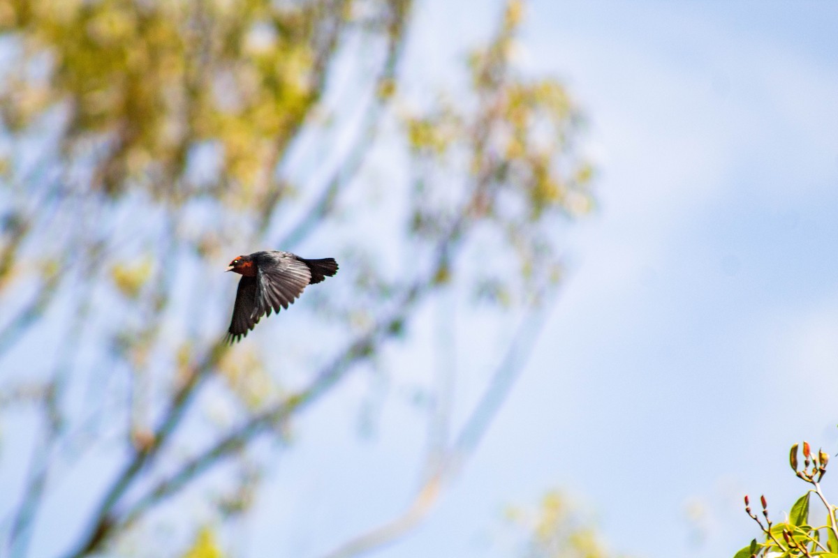 Chestnut-capped Blackbird - ML645888331