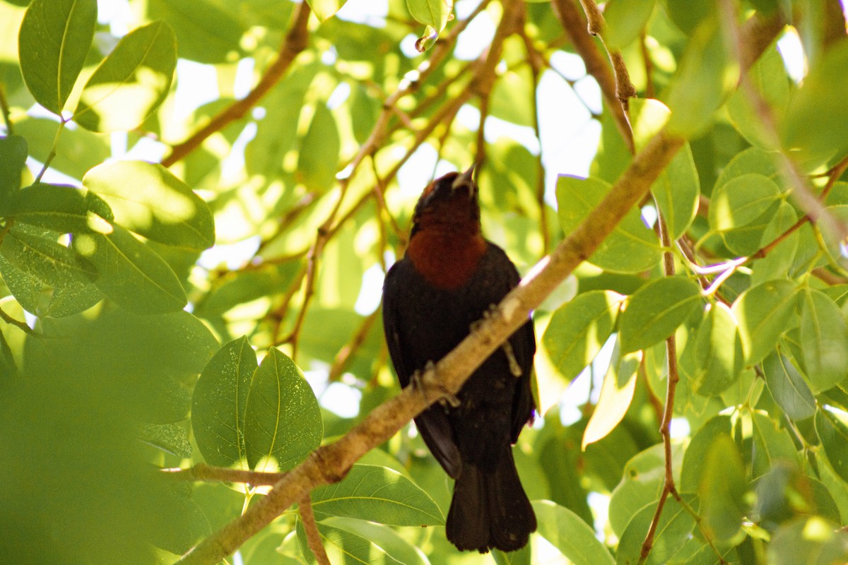 Chestnut-capped Blackbird - ML645888334
