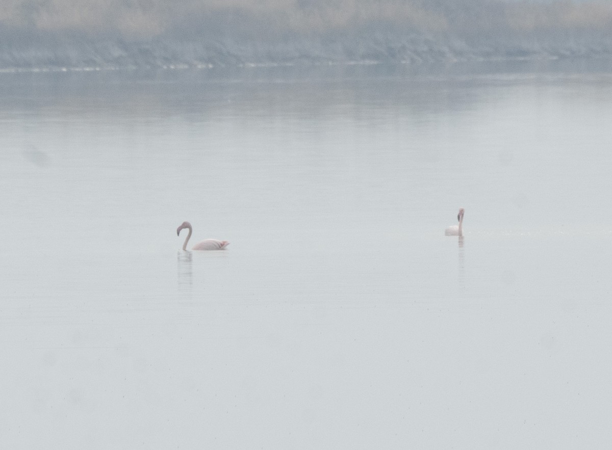 plameňák růžový - ML645888335