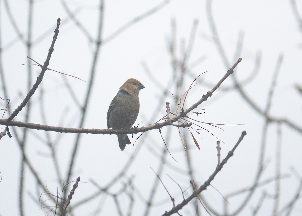 Pine Grosbeak - ML645888336