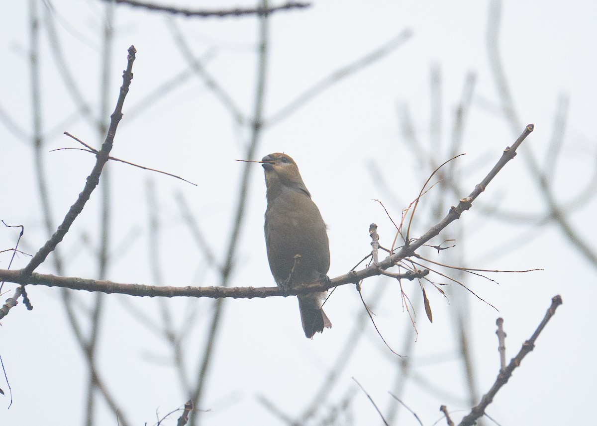 Pine Grosbeak - ML645888337