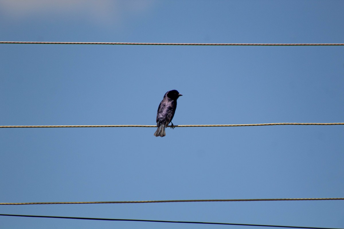 Shiny Cowbird - ML645888338