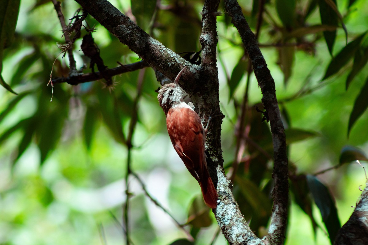 Narrow-billed Woodcreeper - ML645888351