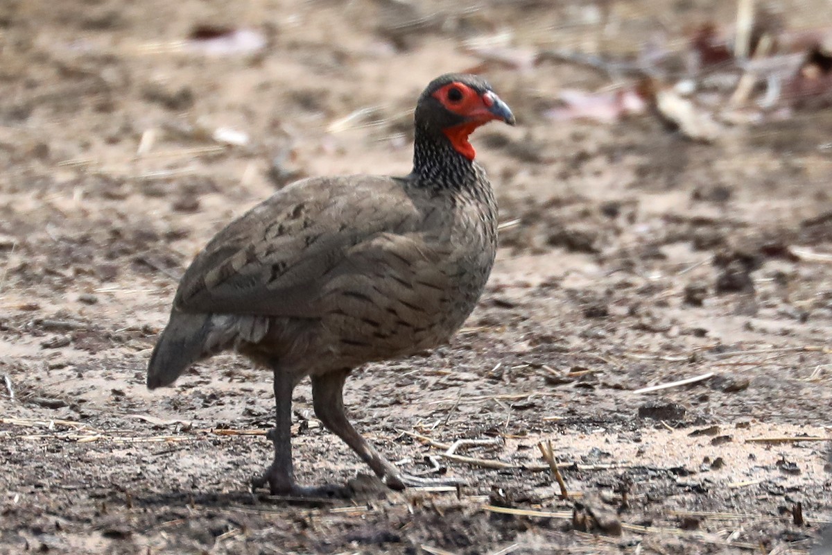 クロアシアカノドシャコ - ML645888352