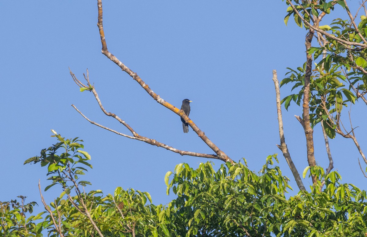 Yellow-billed Nunbird - ML645888353