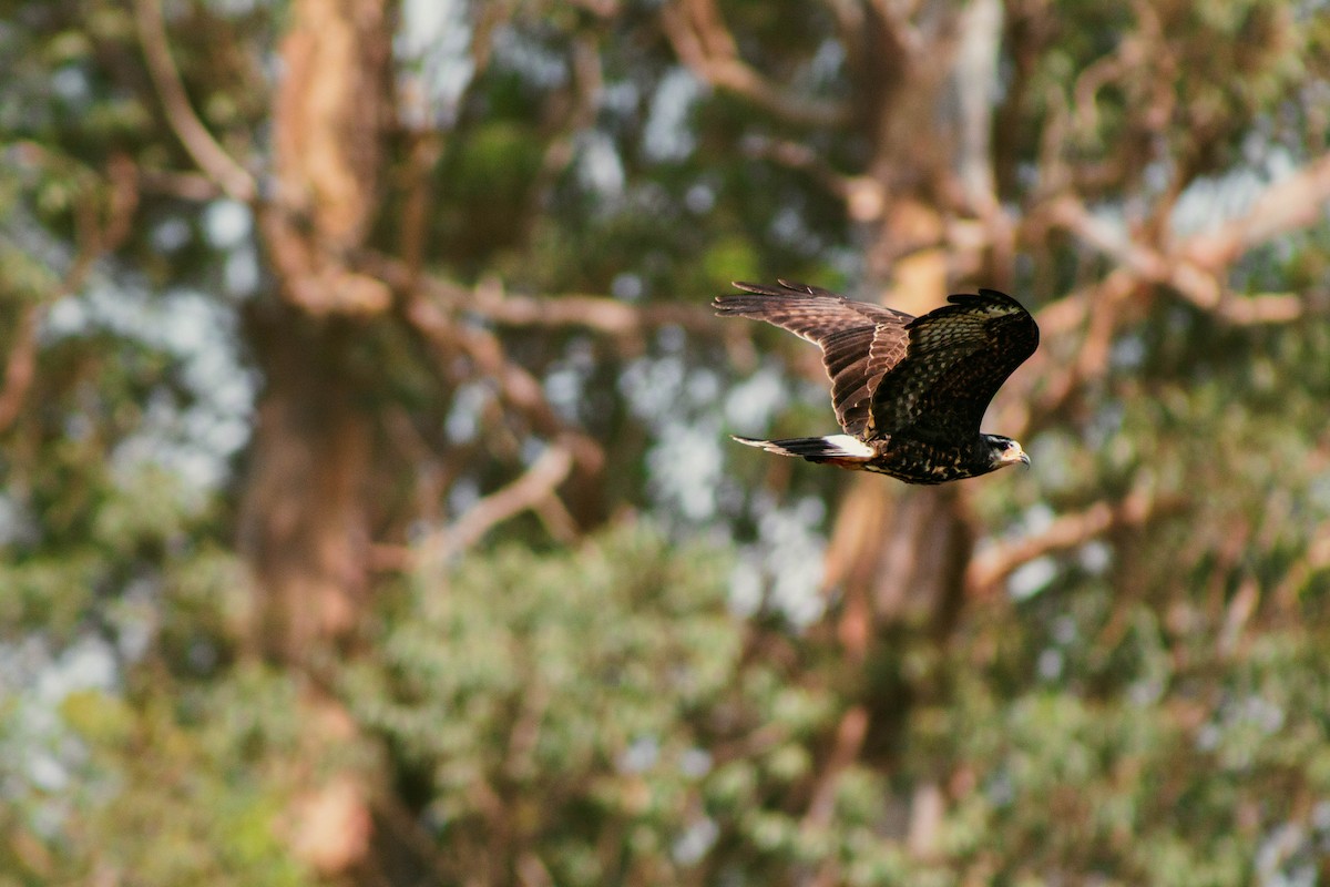 Snail Kite - ML645888364