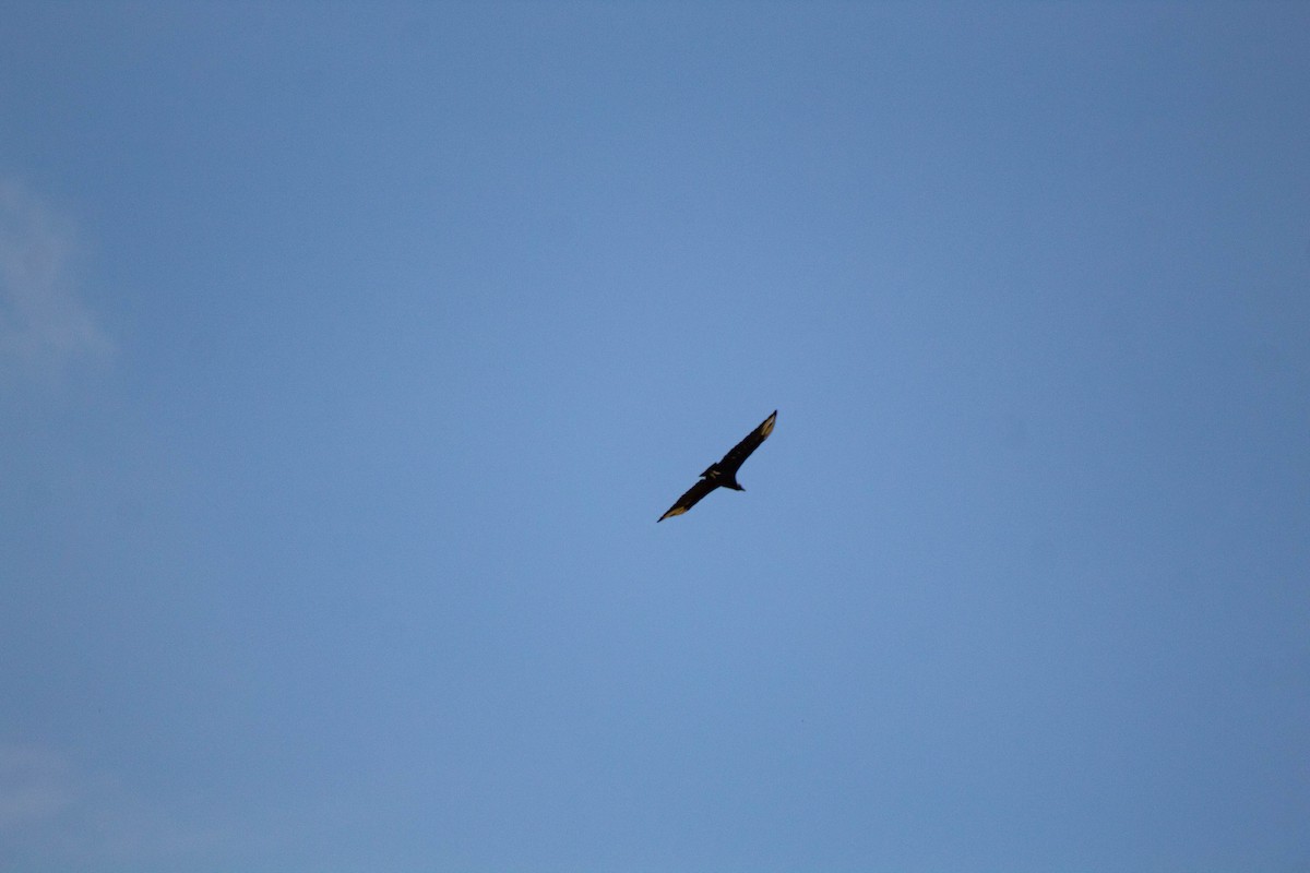 Black Vulture - ML645888365