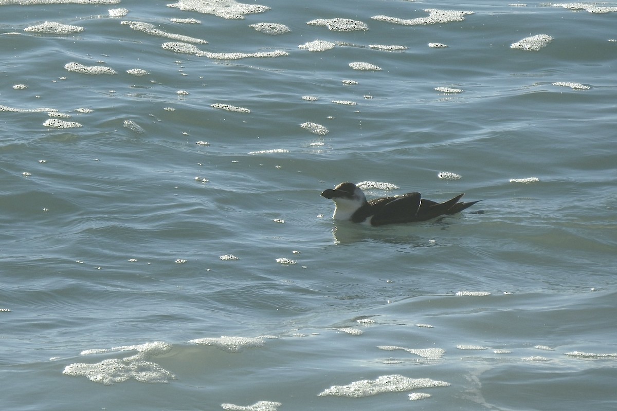Razorbill - ML645888368