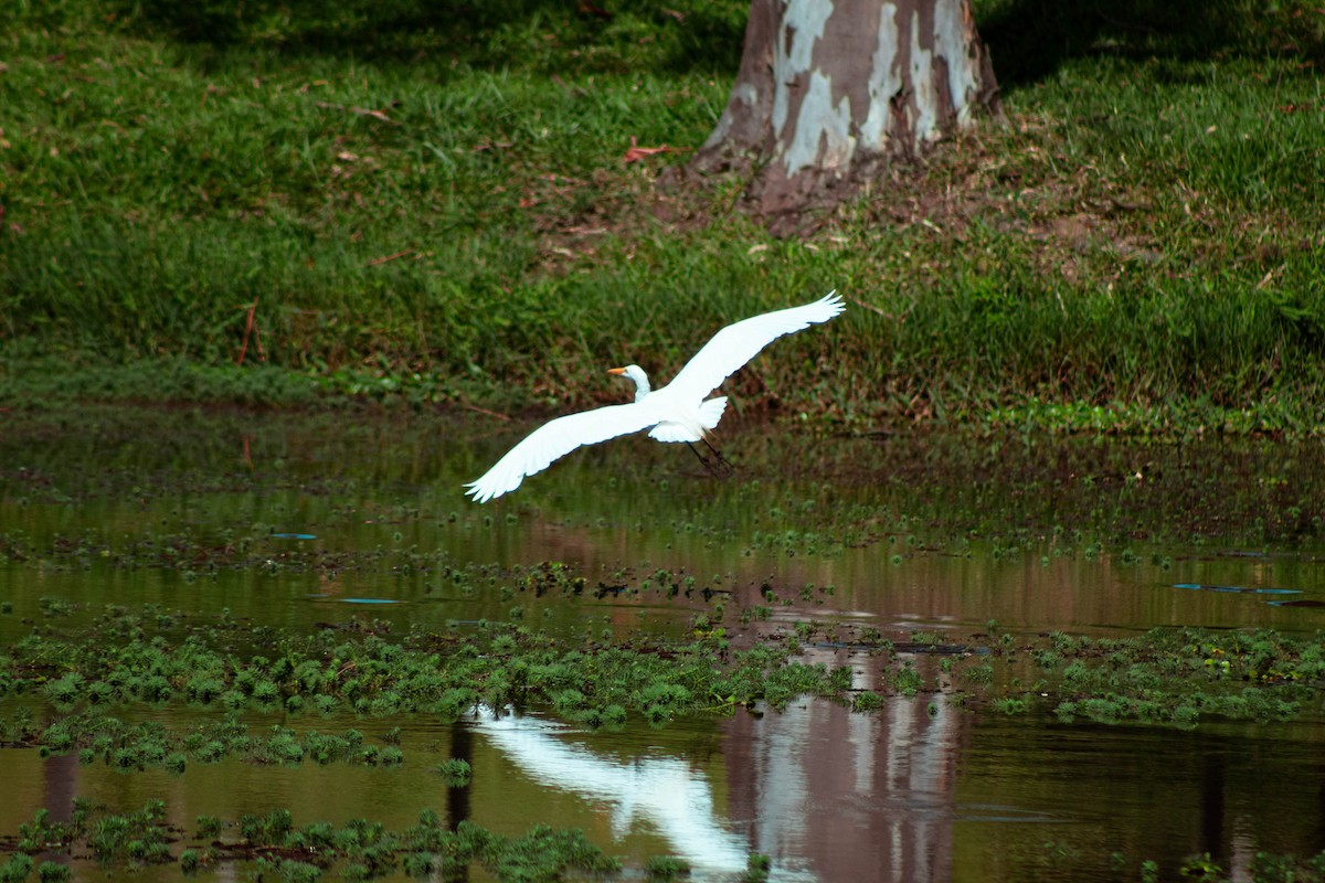 לבנית גדולה - ML645888373