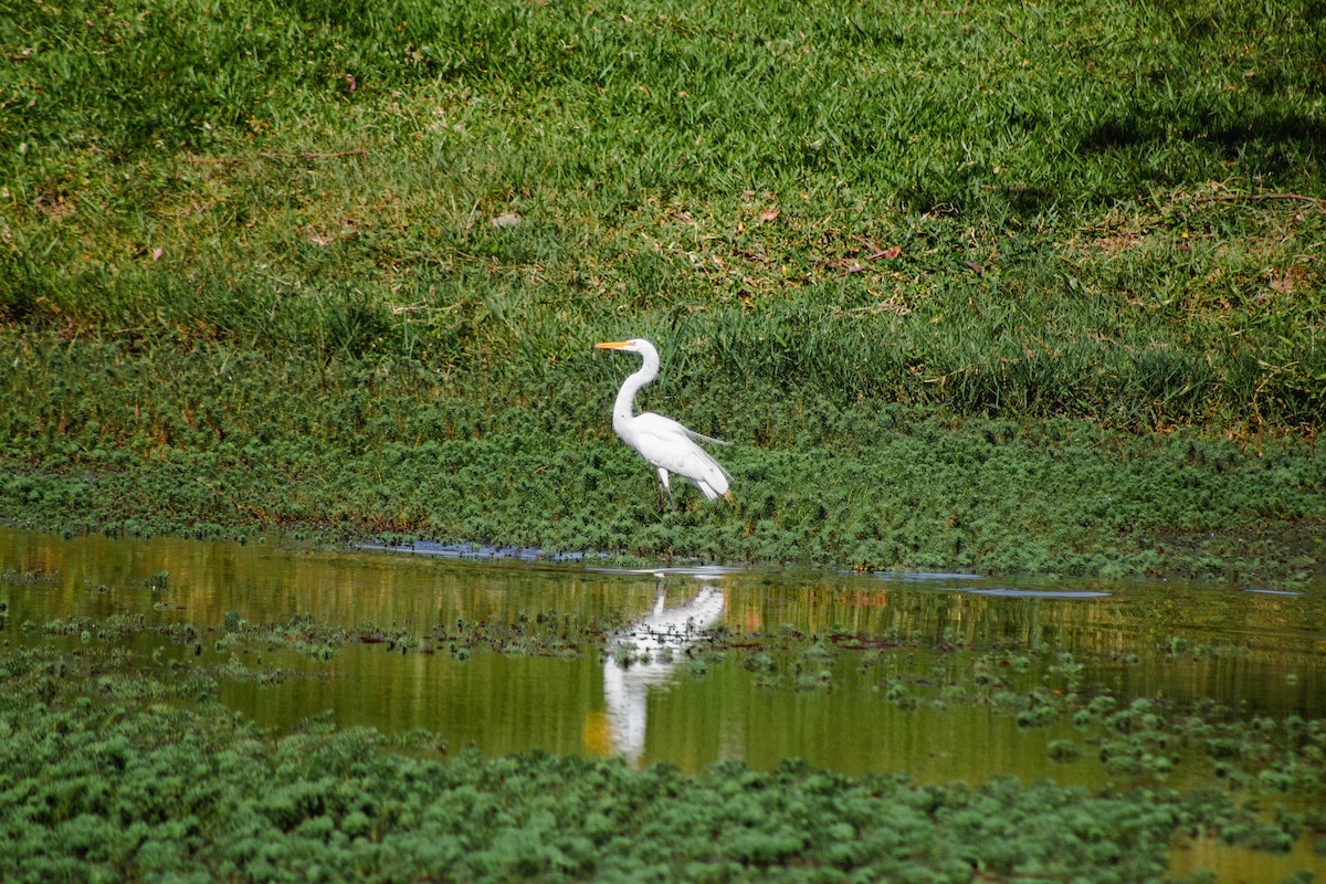 לבנית גדולה - ML645888374