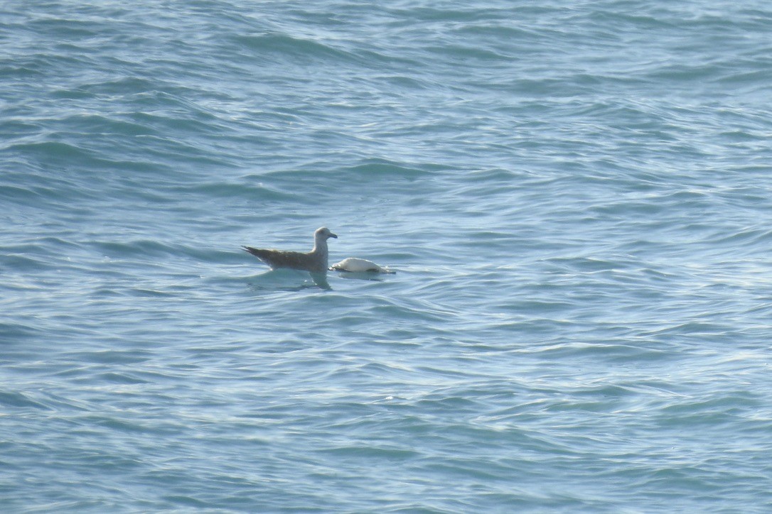 Razorbill - ML645888377