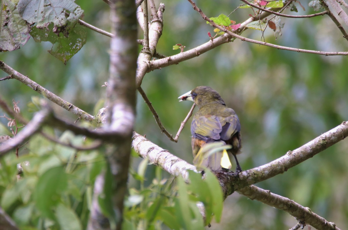 Dusky-green Oropendola - ML645888378