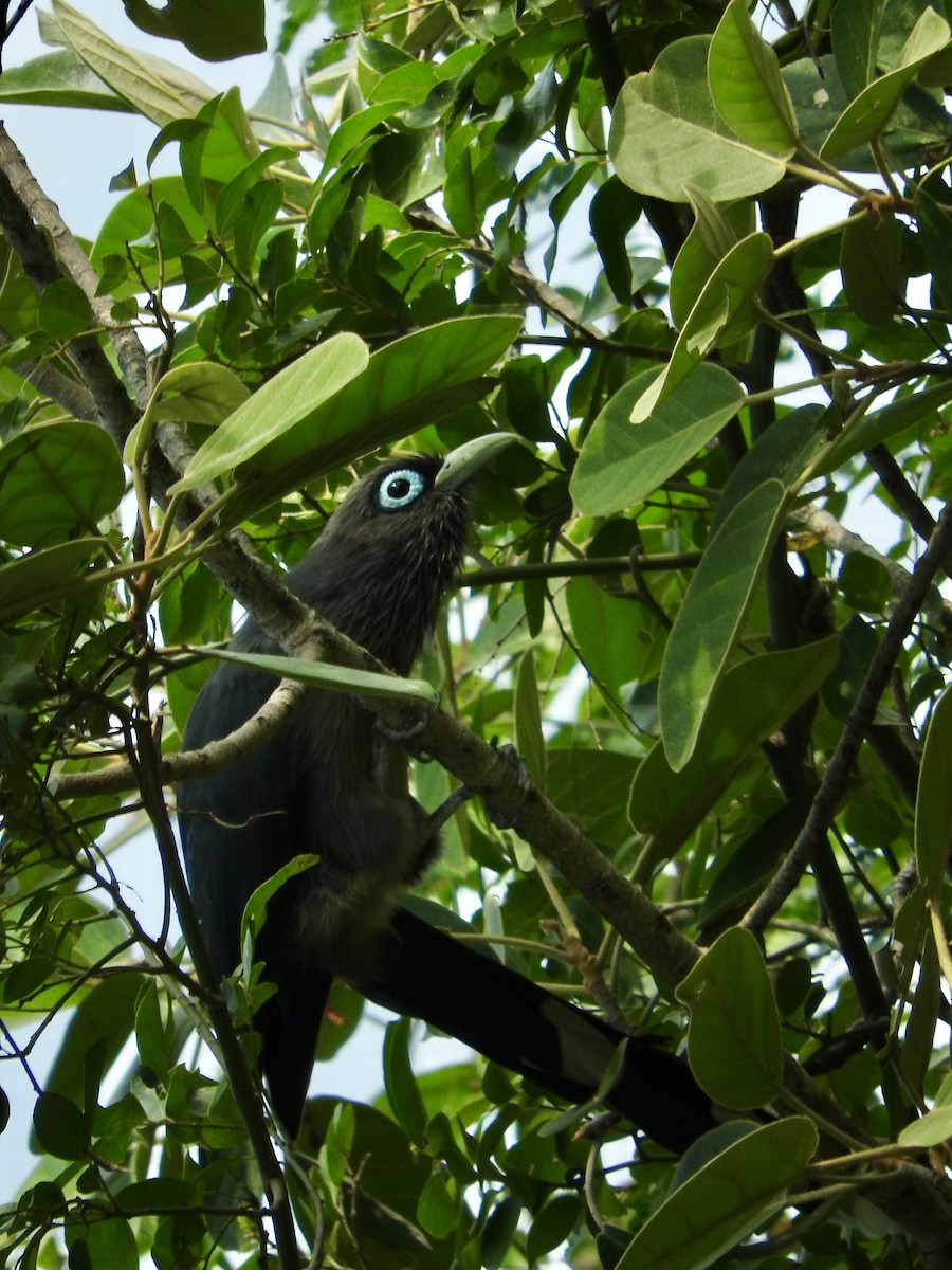 Blue-faced Malkoha - ML645888385