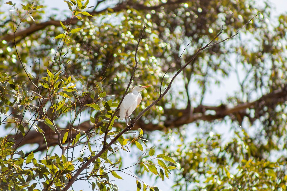 אנפית בקר מערבית - ML645888386