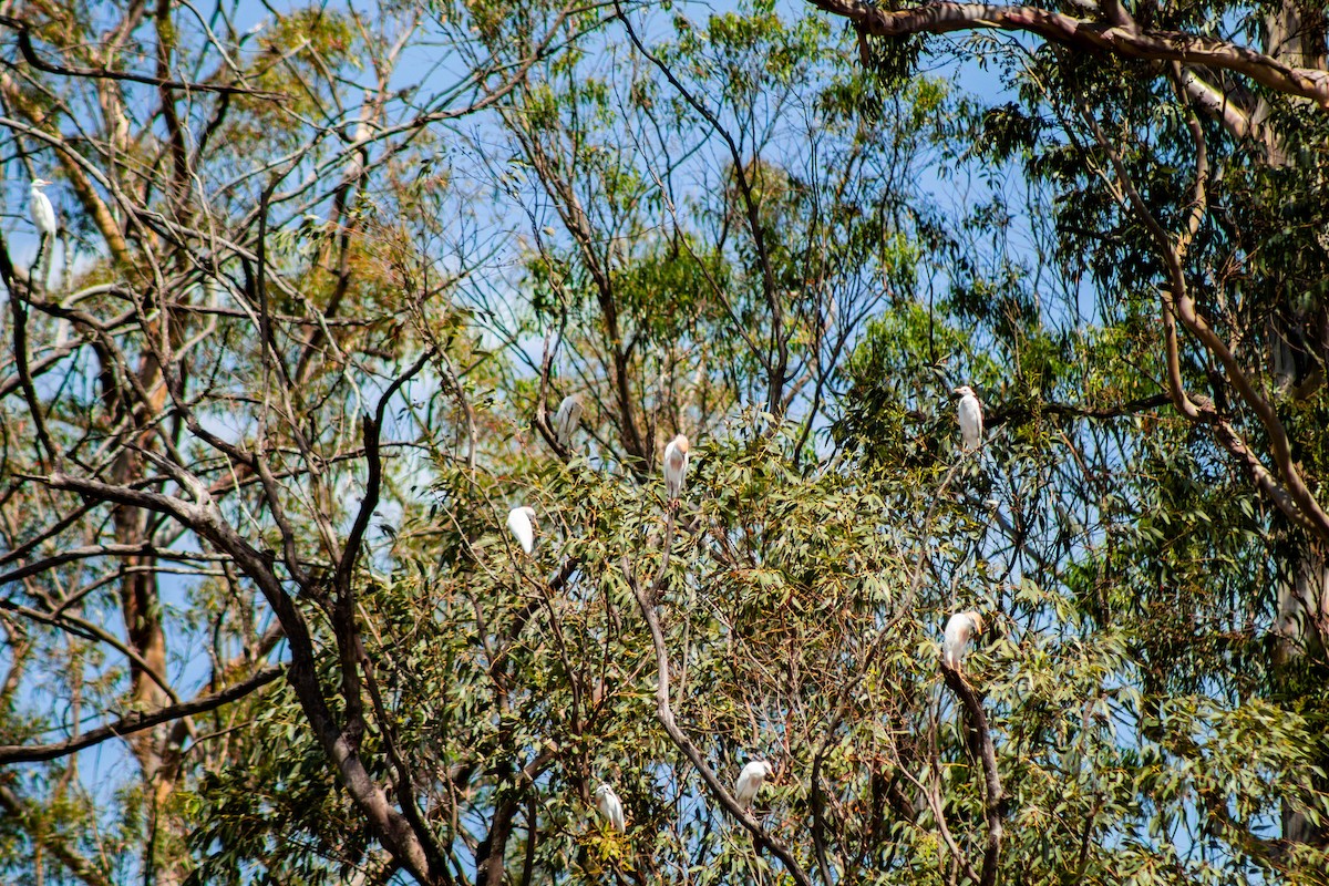 אנפית בקר מערבית - ML645888387
