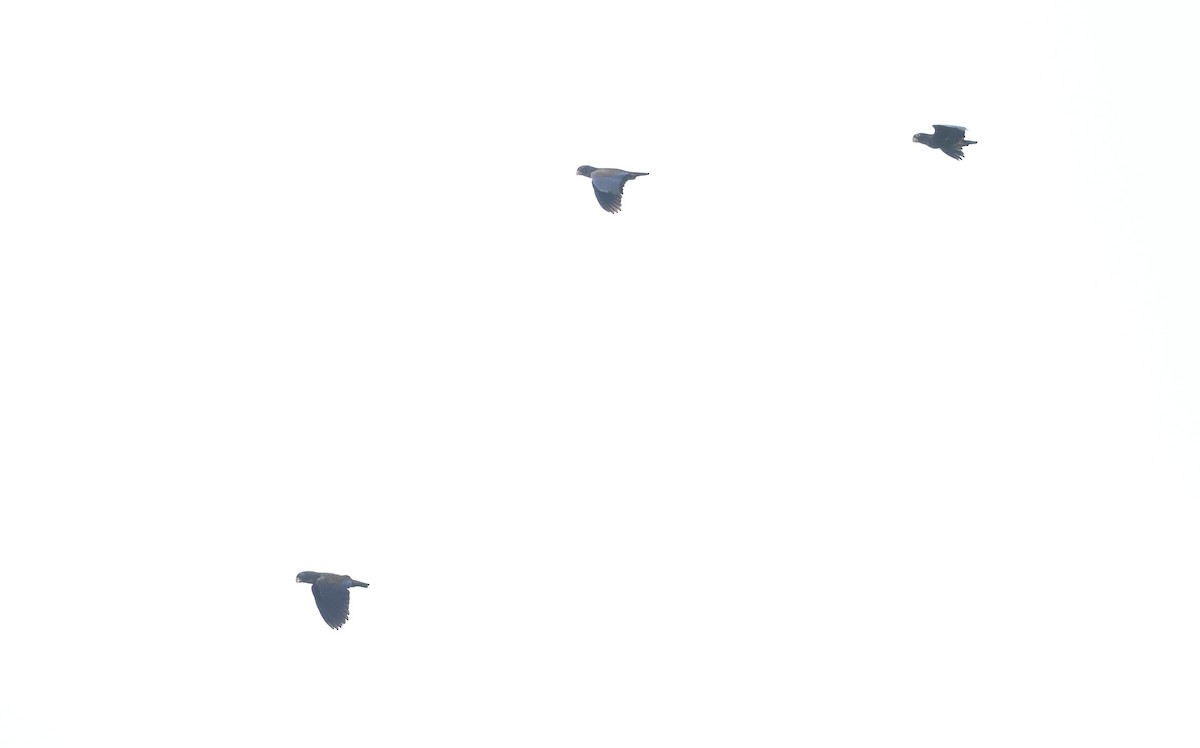 Bronze-winged Parrot - ML645888390