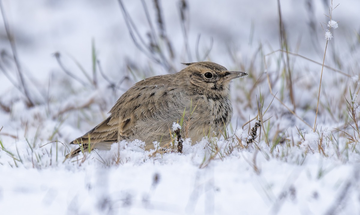 Crested Lark - ML645888391