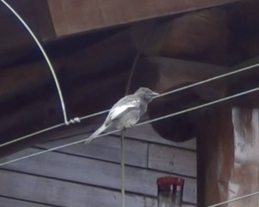 Black Phoebe - ML645888392