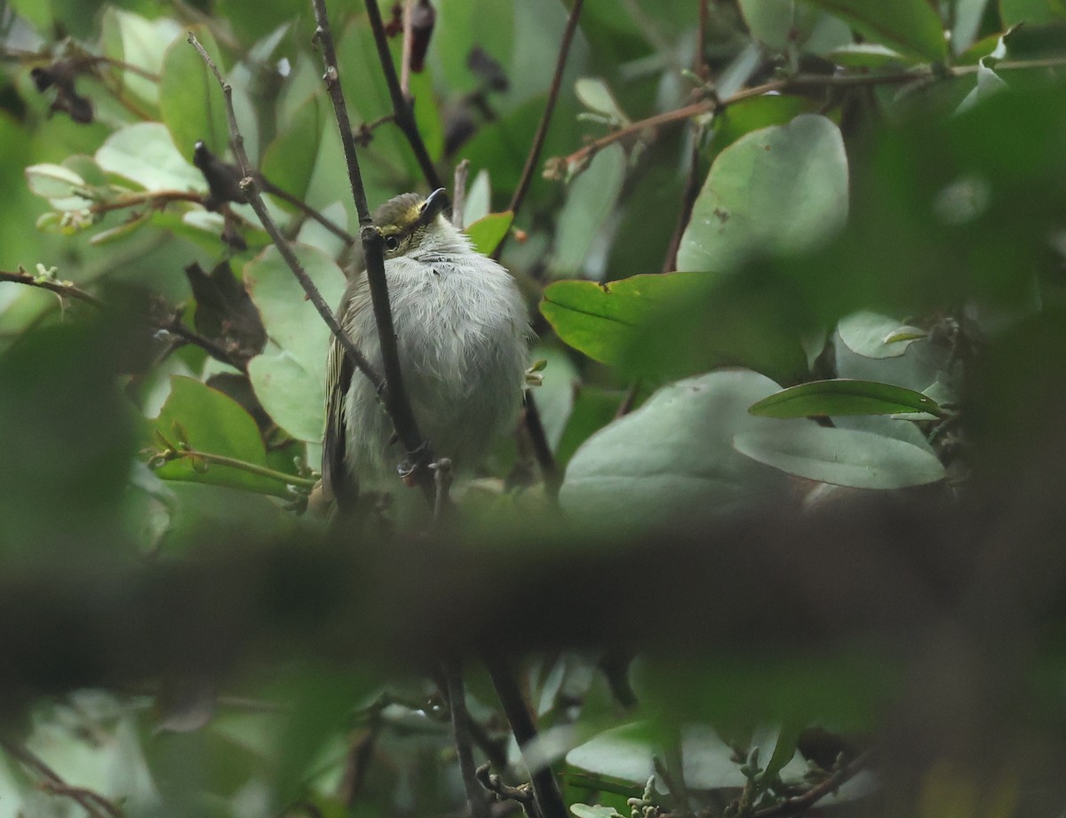 Choco Tyrannulet - ML645888393