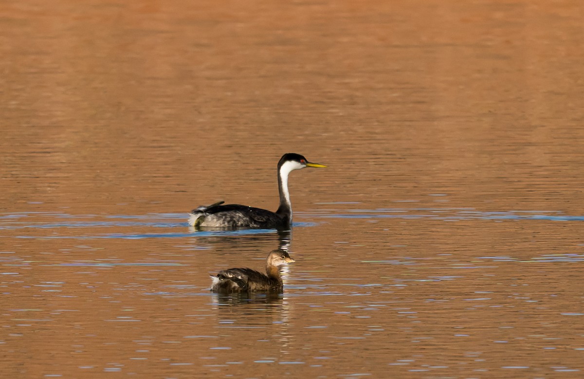 İnce Gagalı Batağan - ML645888402