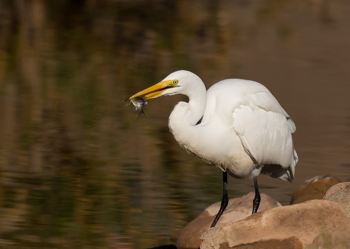 Büyük Ak Balıkçıl - ML645888412