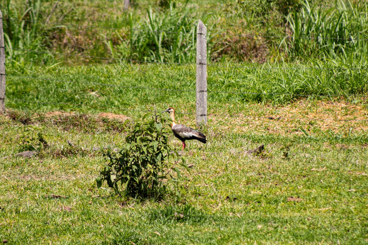 Buff-necked Ibis - ML645888415