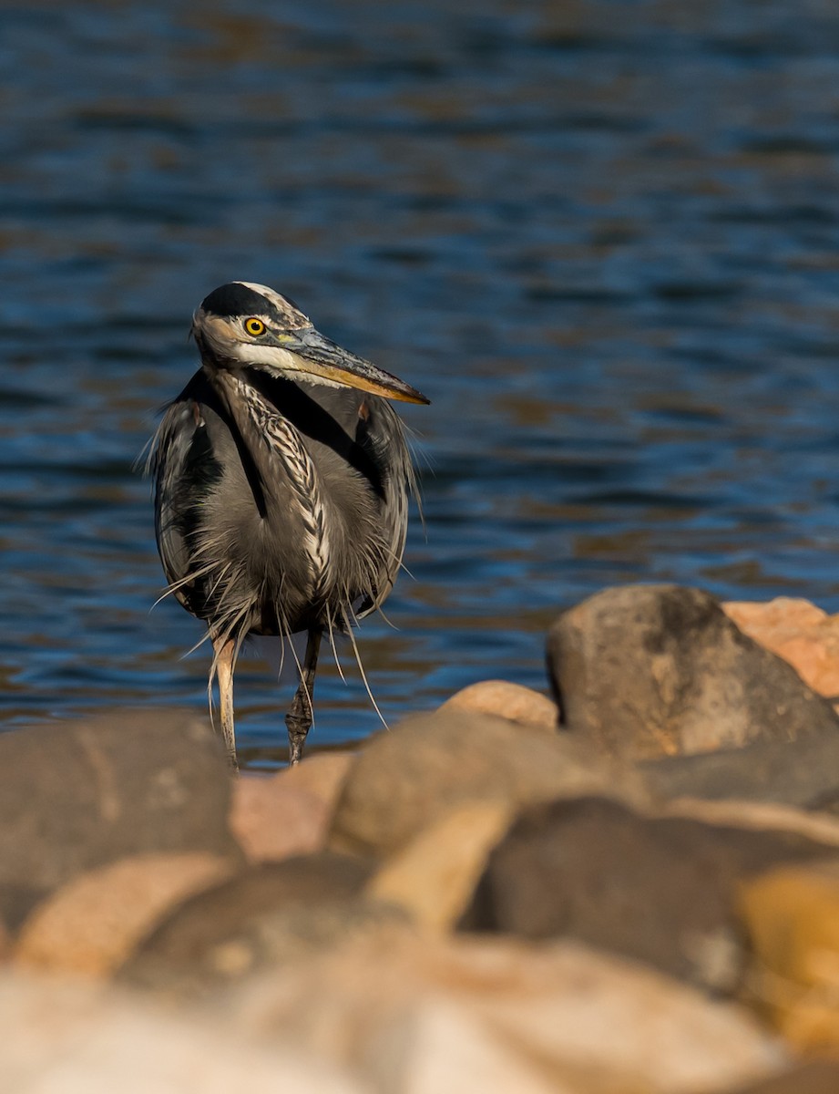 Amerika Gri Balıkçılı - ML645888420