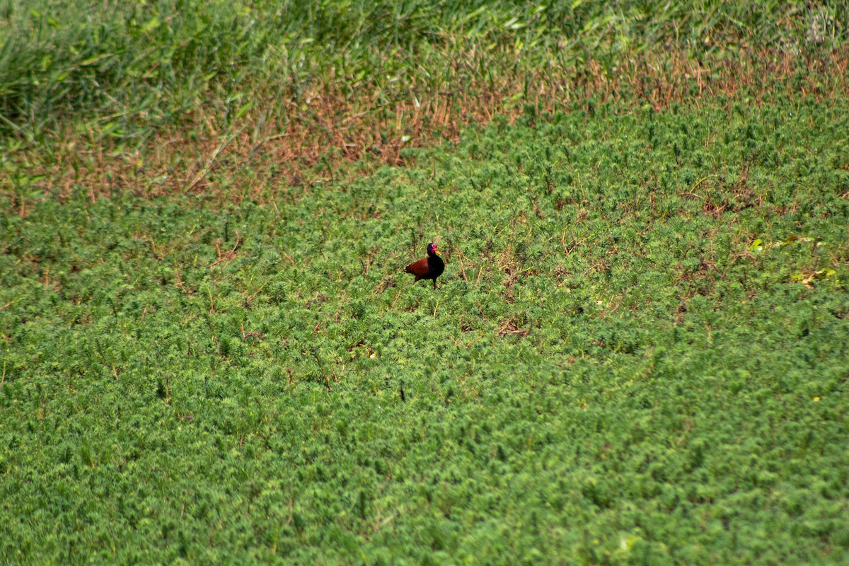 Wattled Jacana - ML645888421