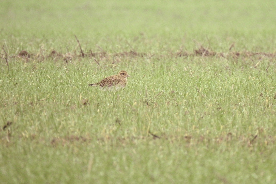 Сивка звичайна - ML645888422