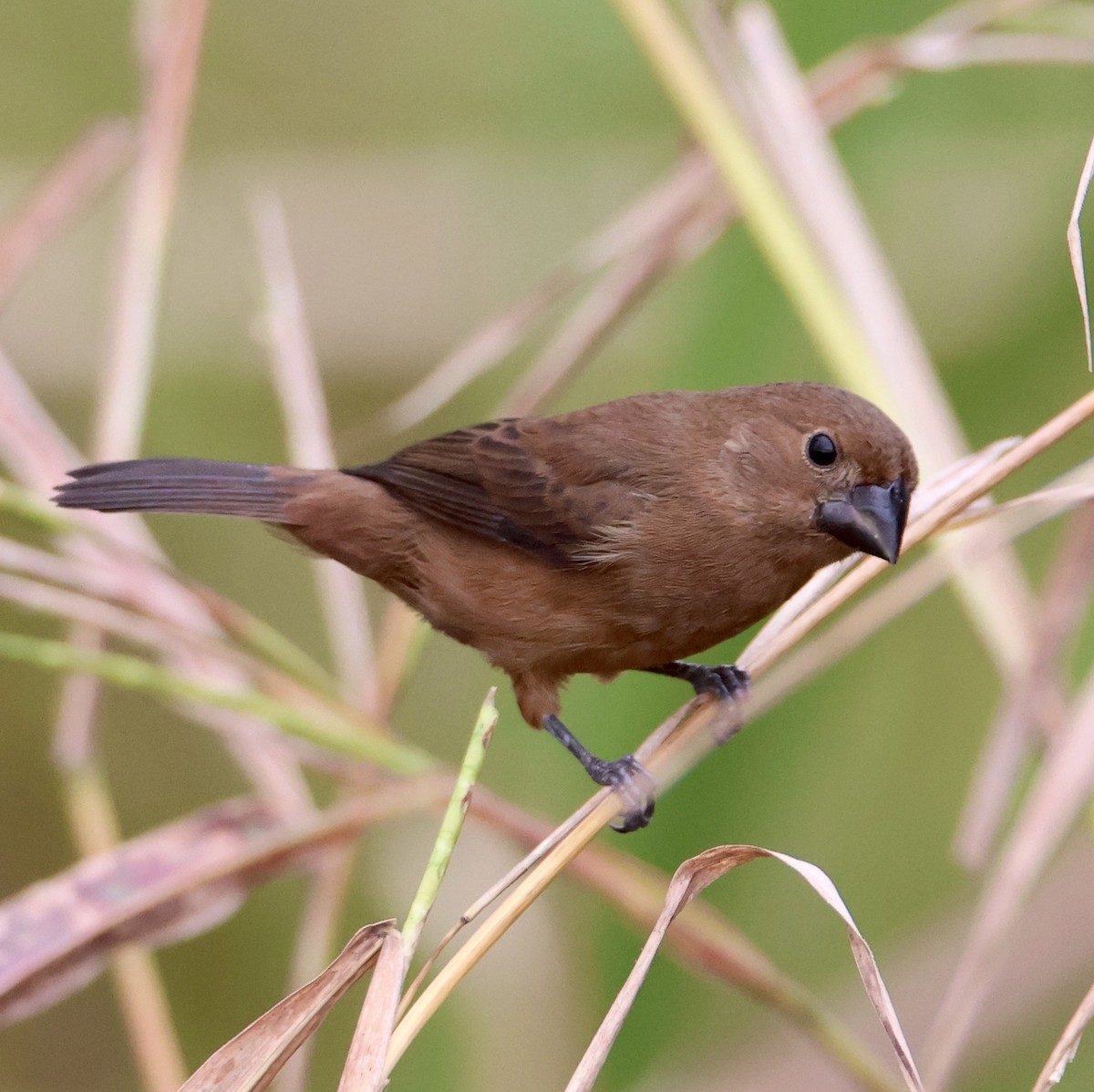 Thick-billed Seed-Finch - ML645888424