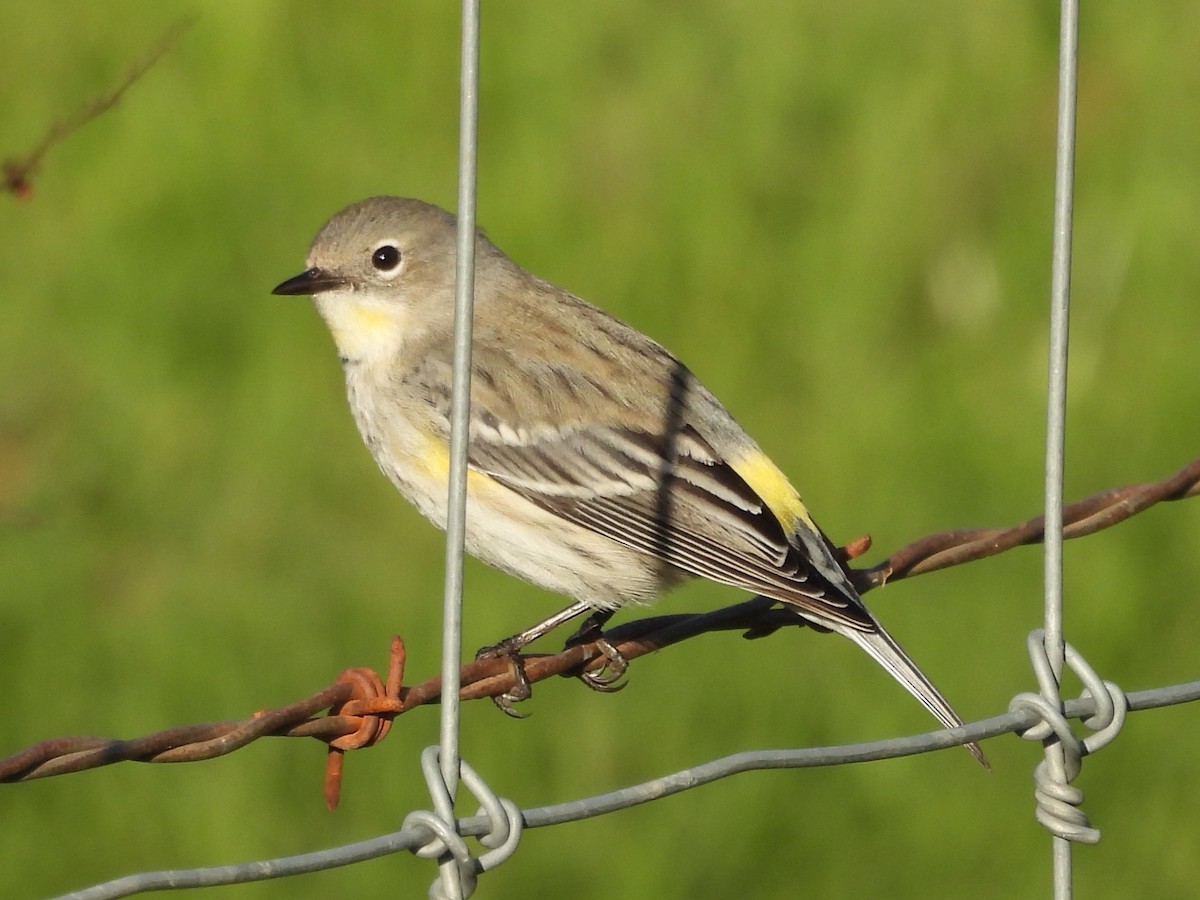 Yellow-rumped Warbler - ML645888428