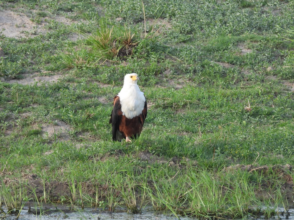 flodørn - ML645888429