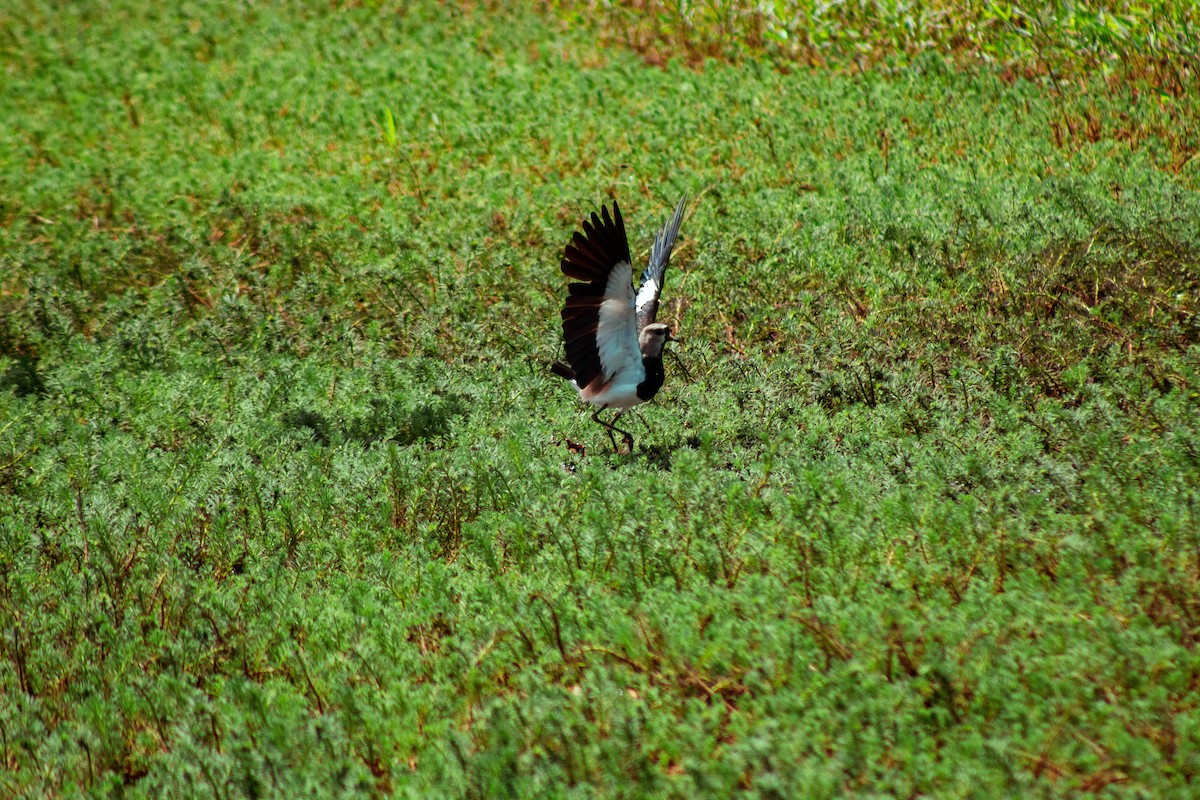 Southern Lapwing - ML645888430
