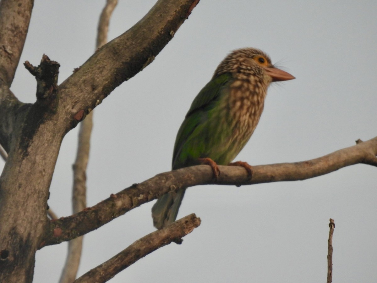 Lineated Barbet - ML645888432