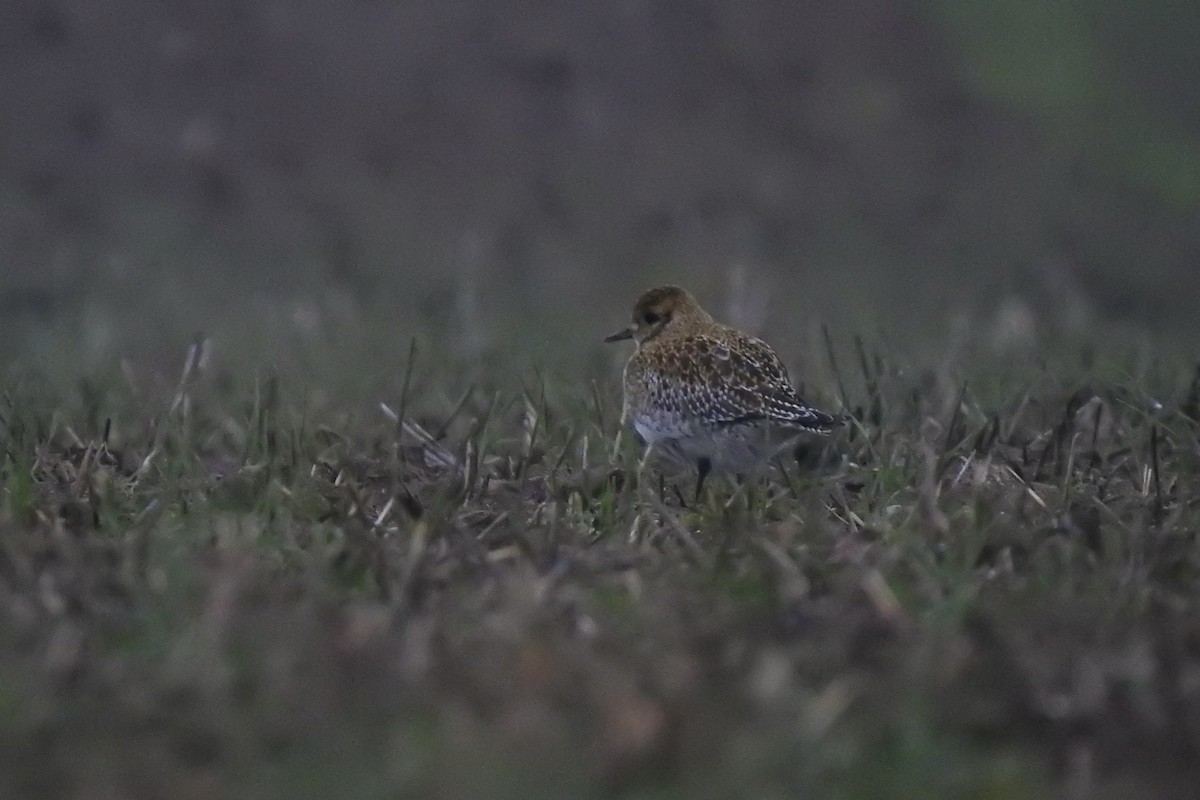 Сивка звичайна - ML645888433