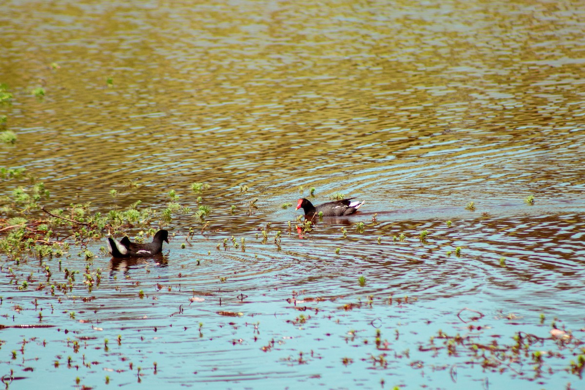 סופית אמריקנית - ML645888434
