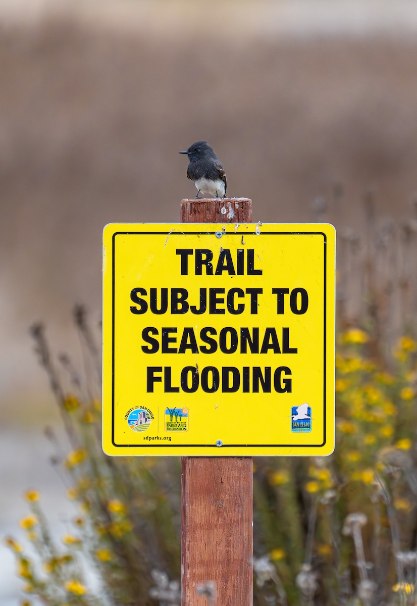 Mosquero Negro - ML645888435