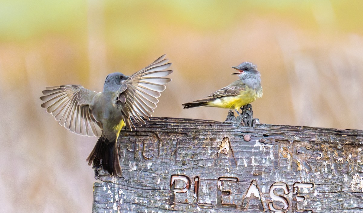 Tirano Gritón - ML645888437