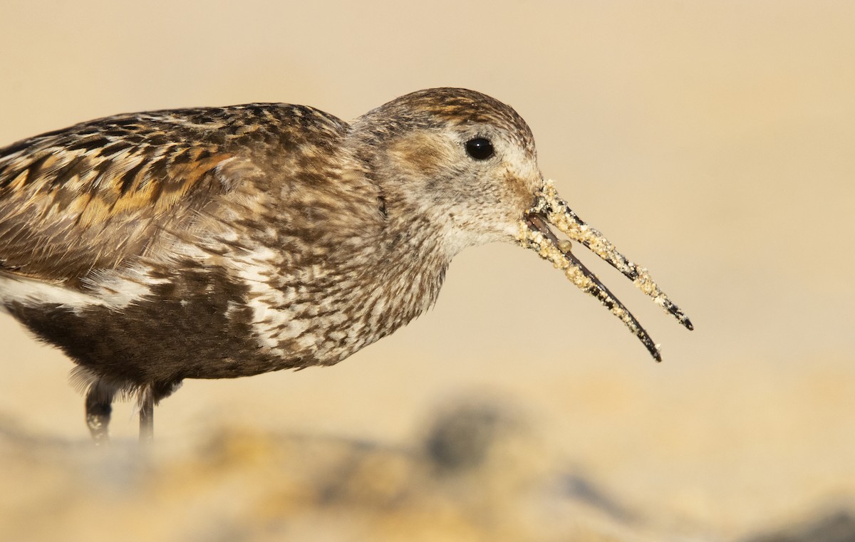 Dunlin - ML645888441