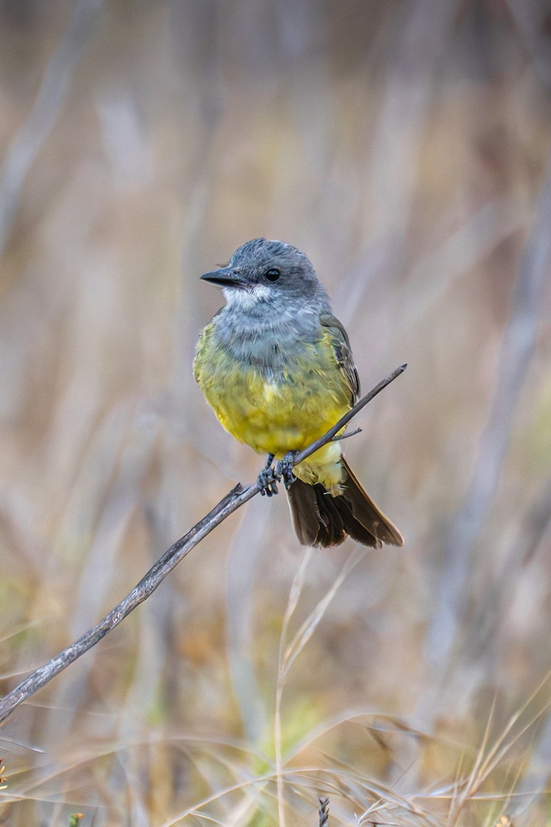 Tirano Gritón - ML645888446