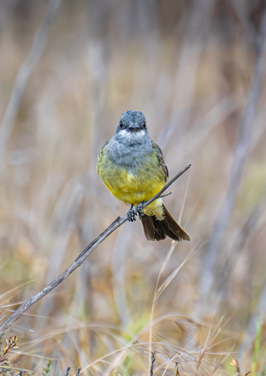 Tirano Gritón - ML645888448
