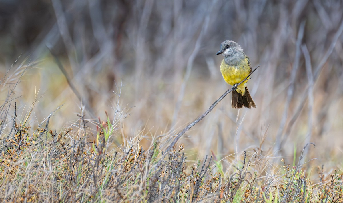 Tirano Gritón - ML645888449