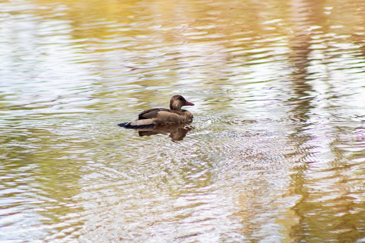 Brazilian Teal - ML645888453