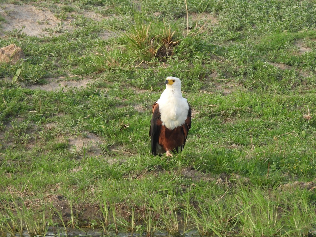 flodørn - ML645888454