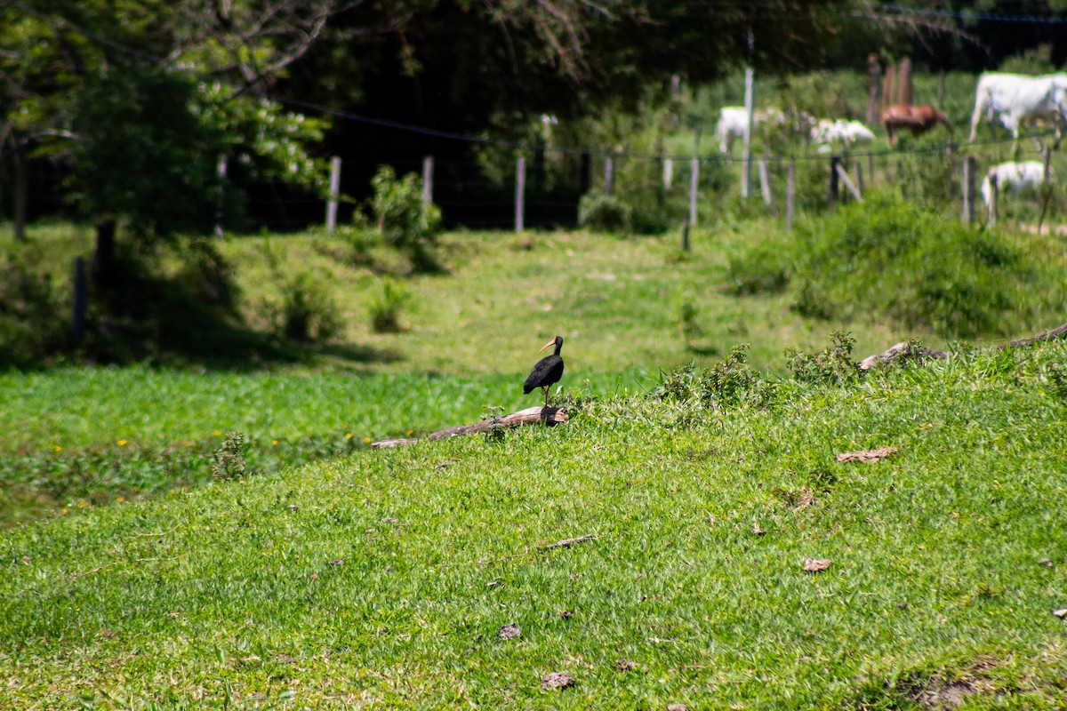 Bare-faced Ibis - ML645888458